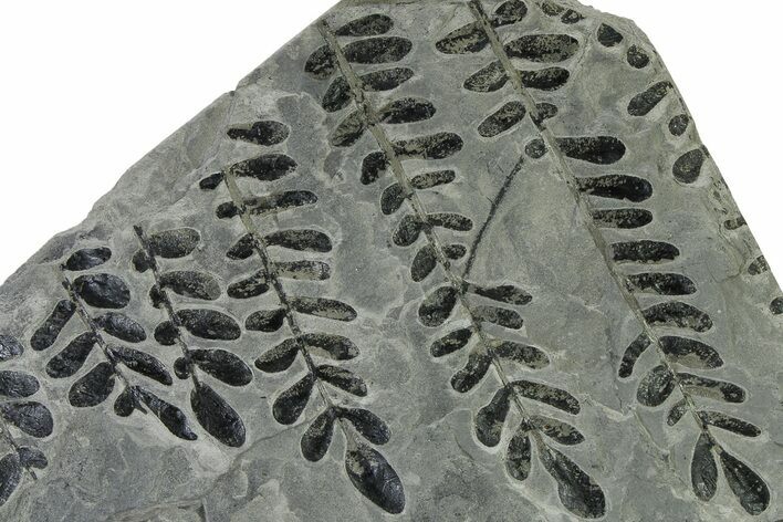 Carboniferous Fossil Fern (Neuropteris) Plate - France #338465